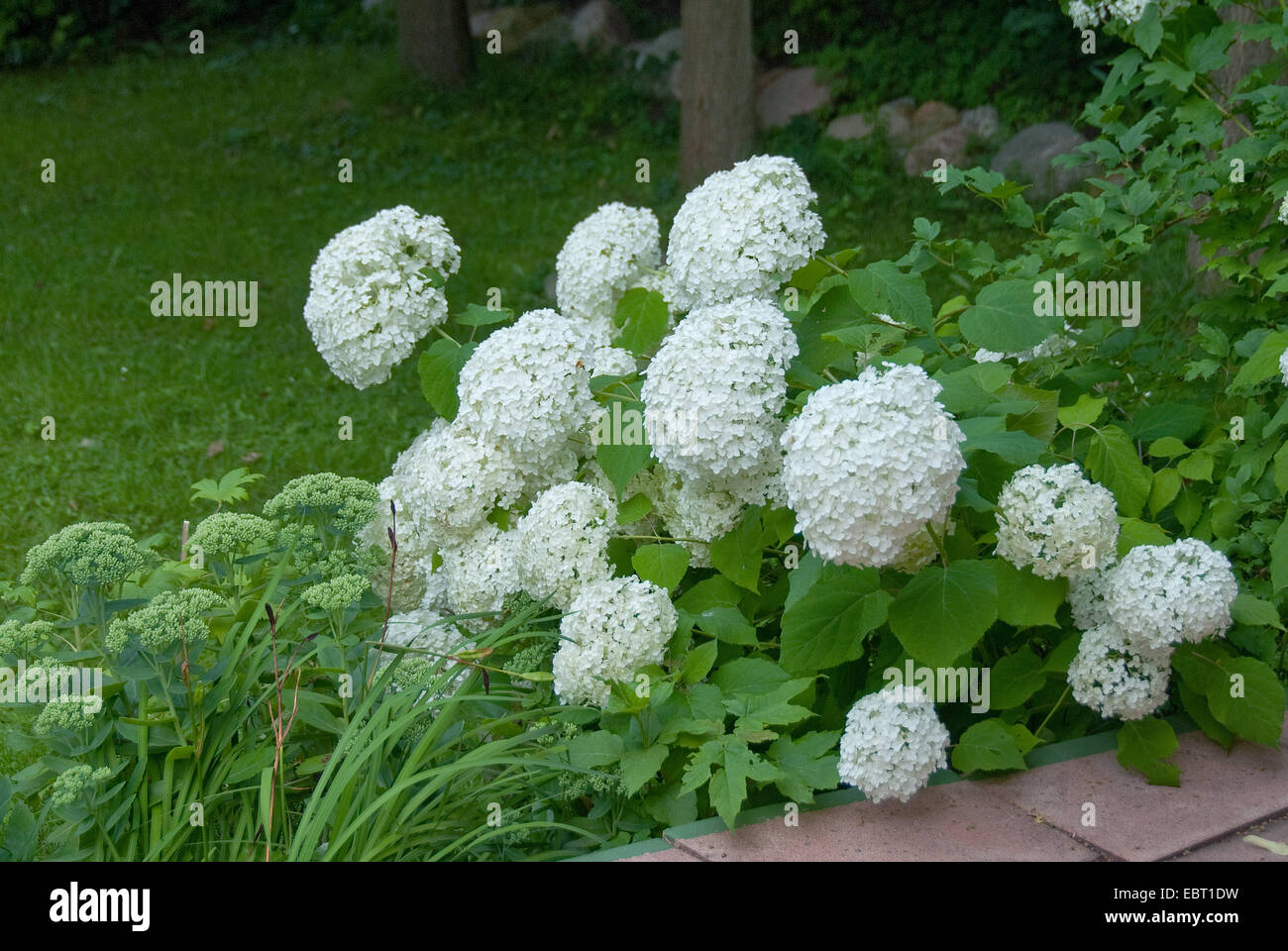 Wild hydrangea (Hydrangea arborescens 'Annabelle', Hydrangea arborescens Annabelle), cultivar Annabelle, blooming Stock Photo