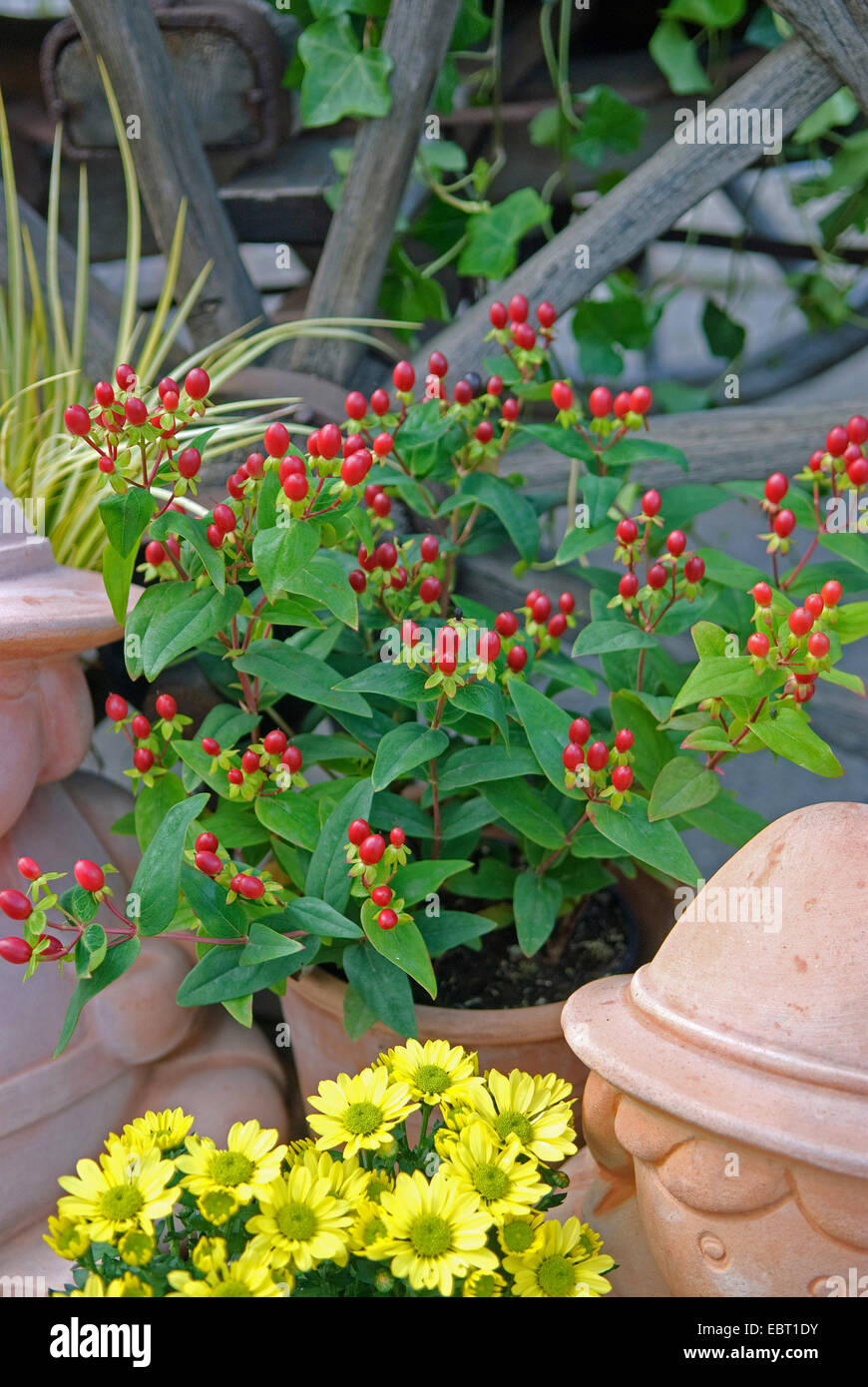 Herbstbepflanzung, Johanniskraut (Hypericum x inodorum 'Magical Red', Hypericum x inodorum Magical Red, Hypericum inodorum), cultivar Magical Red fruiting Stock Photo