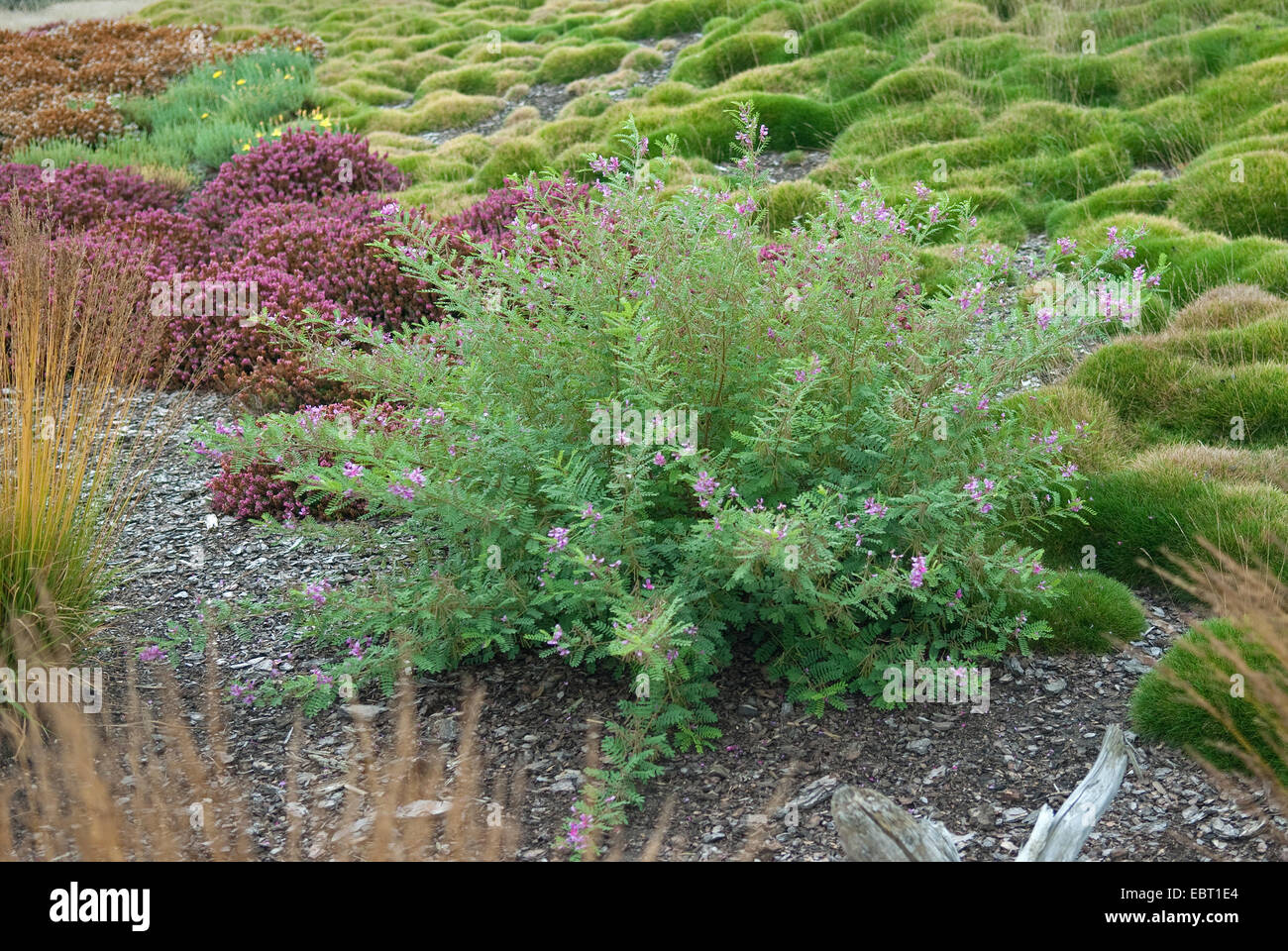 Himalayan indigo, indigo bush (Indigofera heterantha), blooming Stock