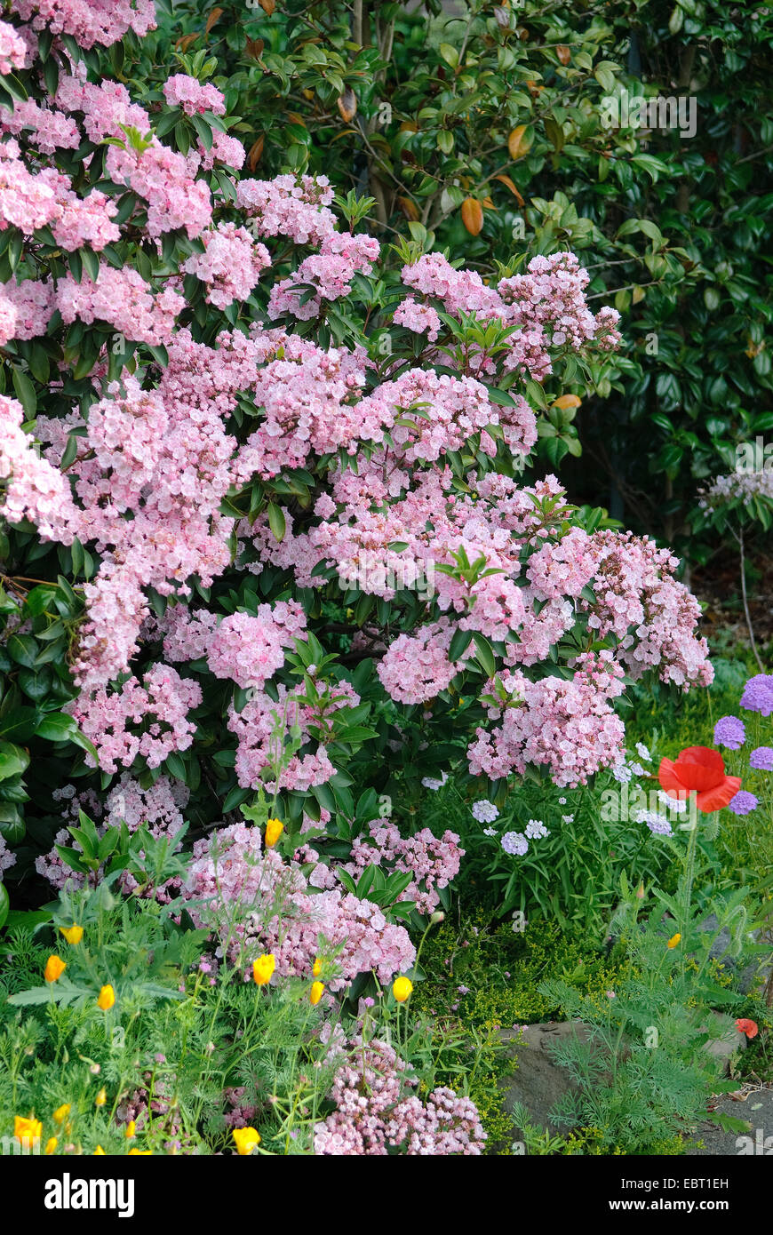 mountain laurel (Kalmia latifolia 'Cheerful', Kalmia latifolia Cheerful), cultivar Cheerful, blooming Stock Photo