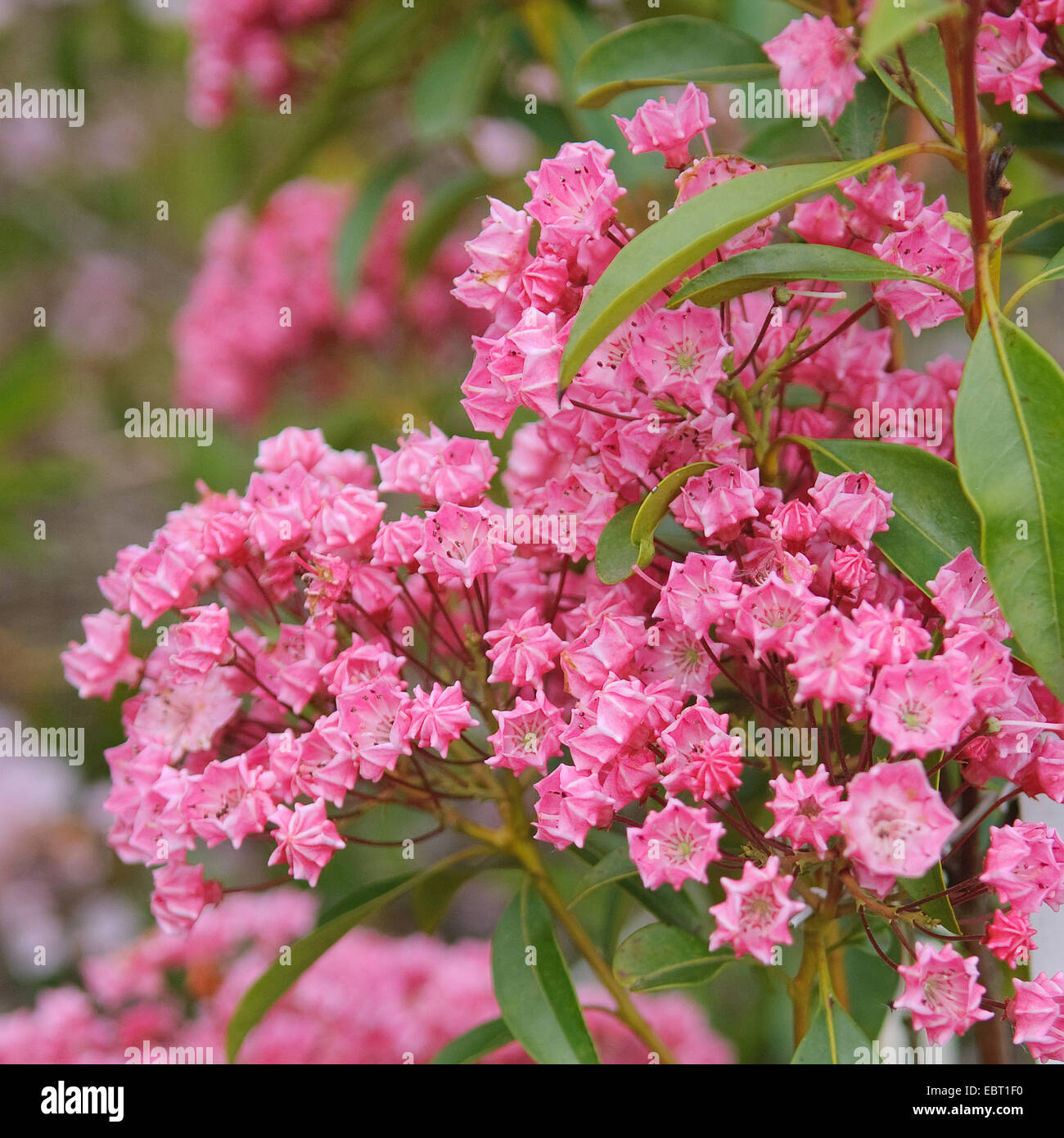 mountain laurel (Kalmia latifolia 'Pink Charme', Kalmia latifolia Pink Charme), cultivar Pink Charme, blooming Stock Photo