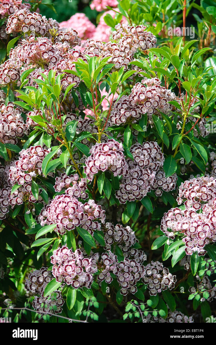 mountain laurel (Kalmia latifolia 'Nani', Kalmia latifolia Nani), cultivar Nani, blooming Stock Photo