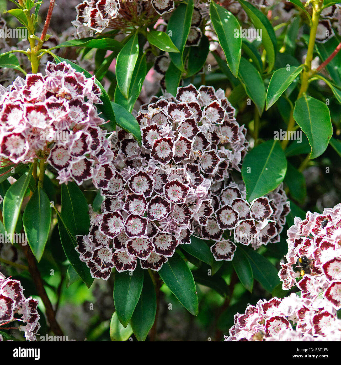 mountain laurel (Kalmia latifolia 'Nani', Kalmia latifolia Nani), cultivar Nani, blooming Stock Photo