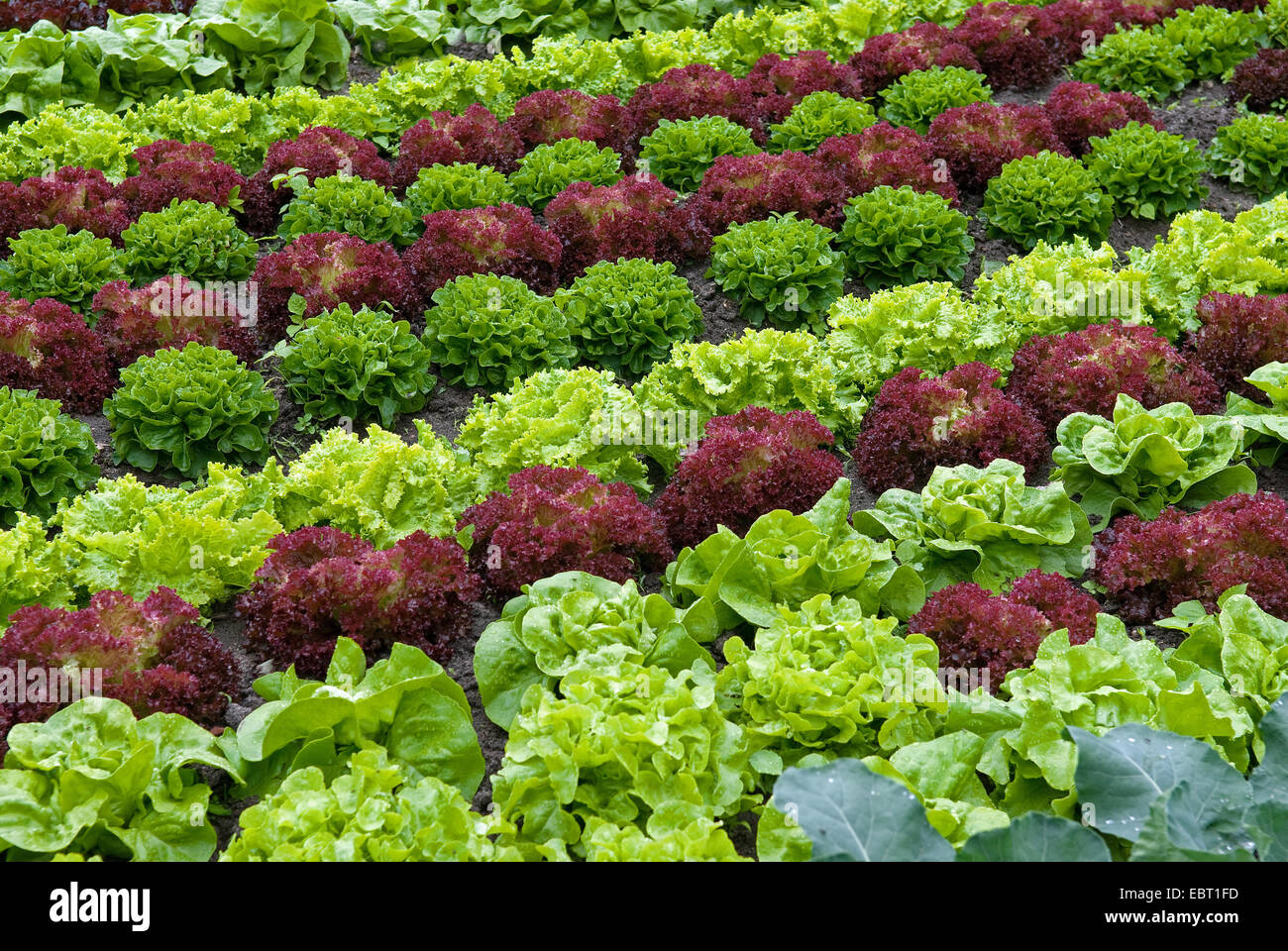 garden lettuce (Lactuca sativa crispa, Lactuca sativa var. crispa), vegetable patch Stock Photo