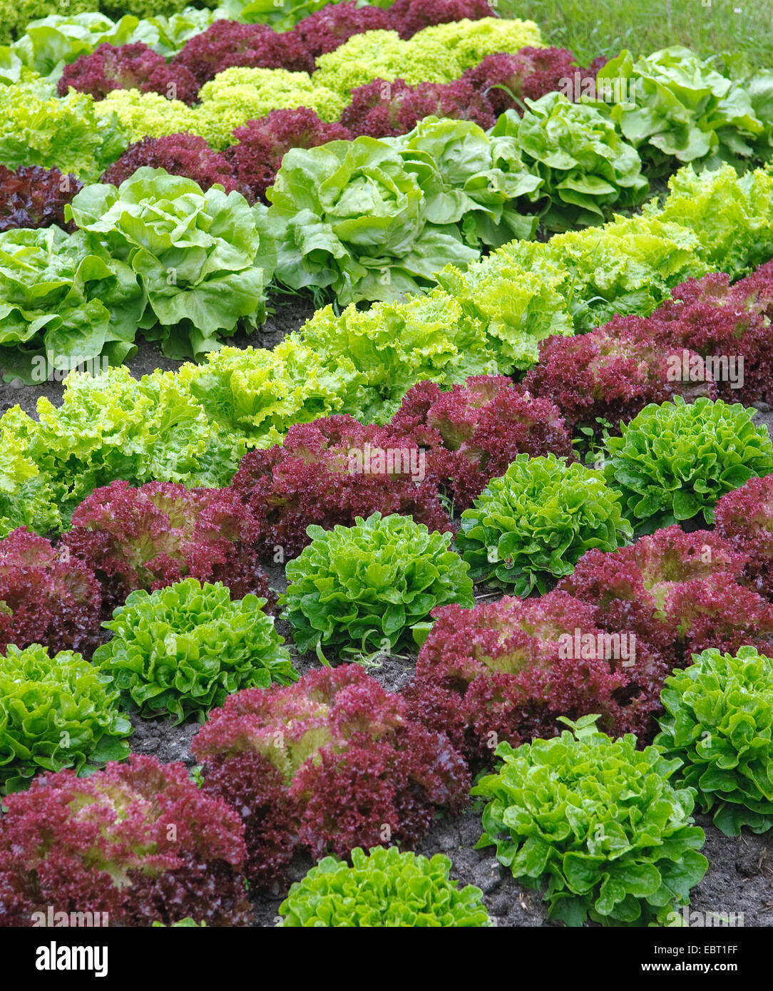 garden lettuce (Lactuca sativa crispa, Lactuca sativa var. crispa), vegetable patch Stock Photo