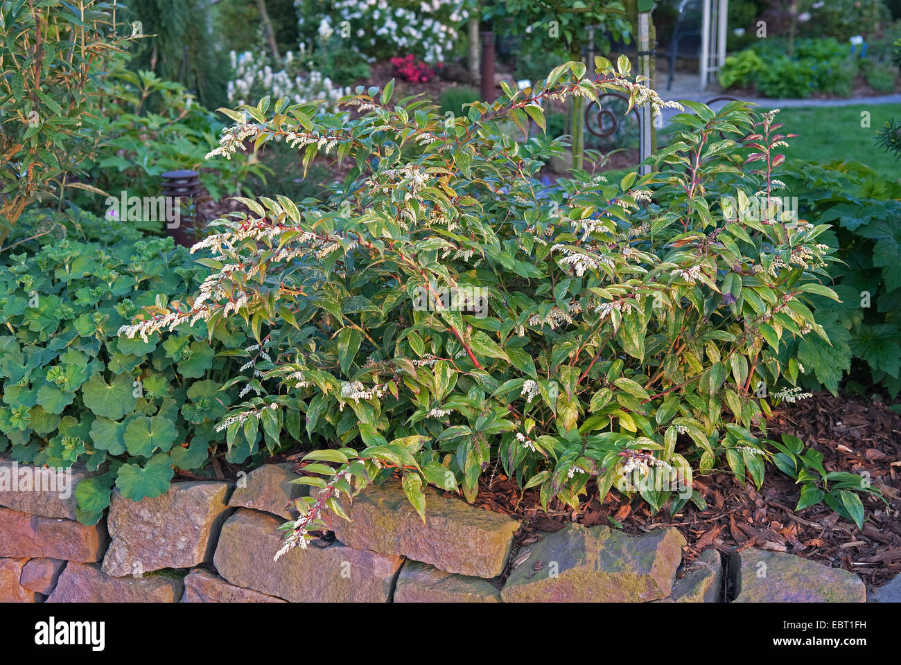 Fetterbush, Drooping Leucothoe (Leucothoe walteri 'Rainbow', Leucothoe walteri Rainbow), cultivar Rainbow, blooming Stock Photo