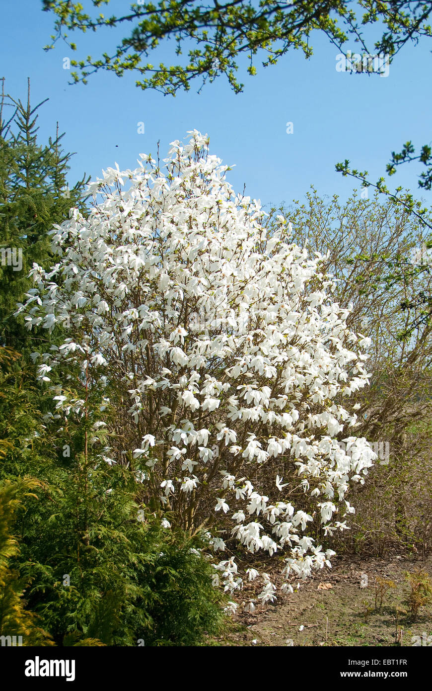 magnolia (Magnolia 'Wada's Memory', Magnolia Wada's Memory), cultivar Wada's Memory, blooming Stock Photo