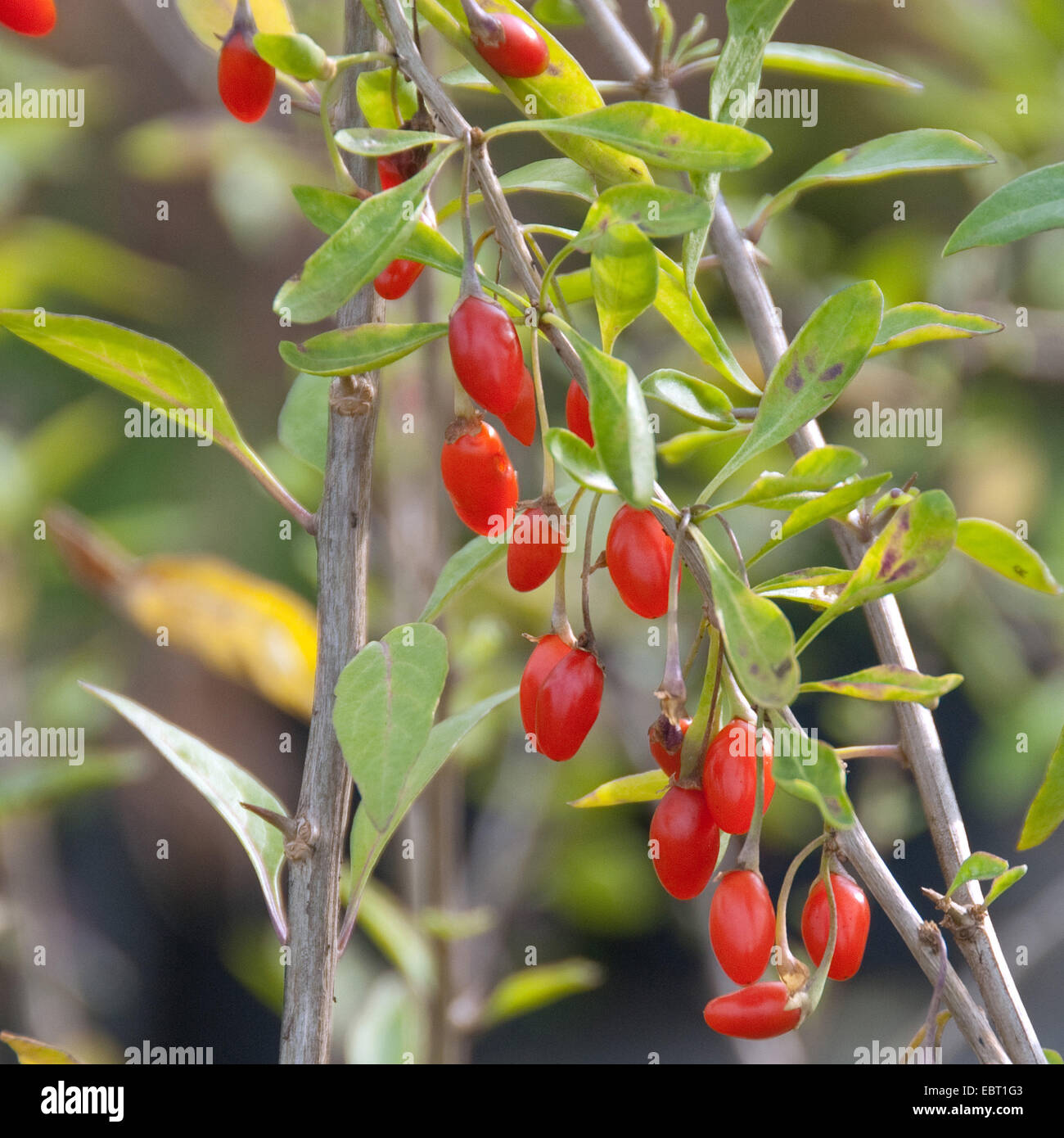 Chinese wolfberry, common matrimony vine, Goji (Lycium barbarum 'Sweet Lifeberry', Lycium barbarum Sweet Lifeberry), cultivar Sweet Lifeberry, with fruits Stock Photo