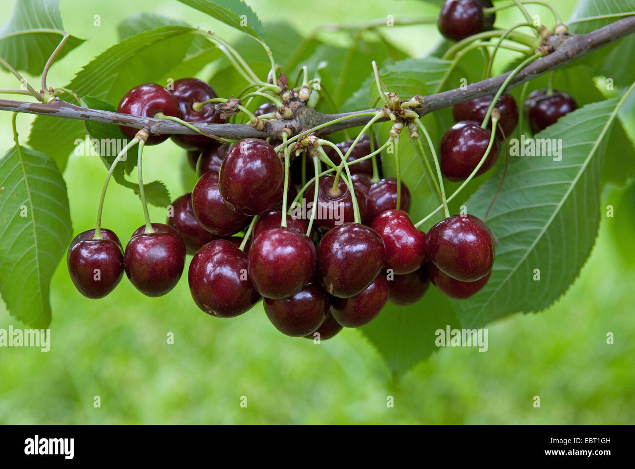 Cherry tree, Sweet cherry (Prunus avium 'Kanada', Prunus avium Kanada), cultivar Kanada, cherries on a tree Stock Photo