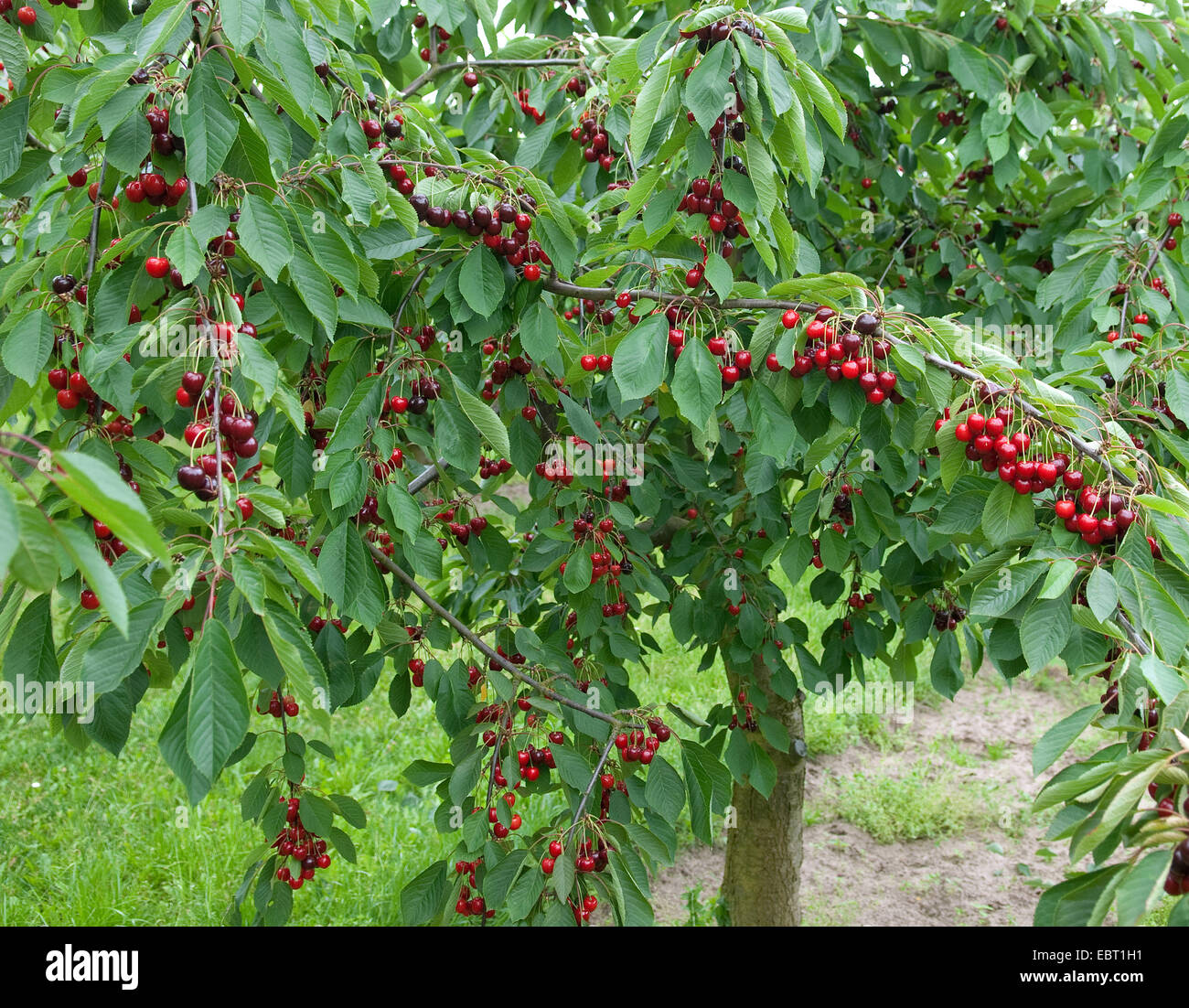 Cherry tree, Sweet cherry (Prunus avium 'Bianca', Prunus avium Bianca), cultivar Bianca, cherries on a tree Stock Photo