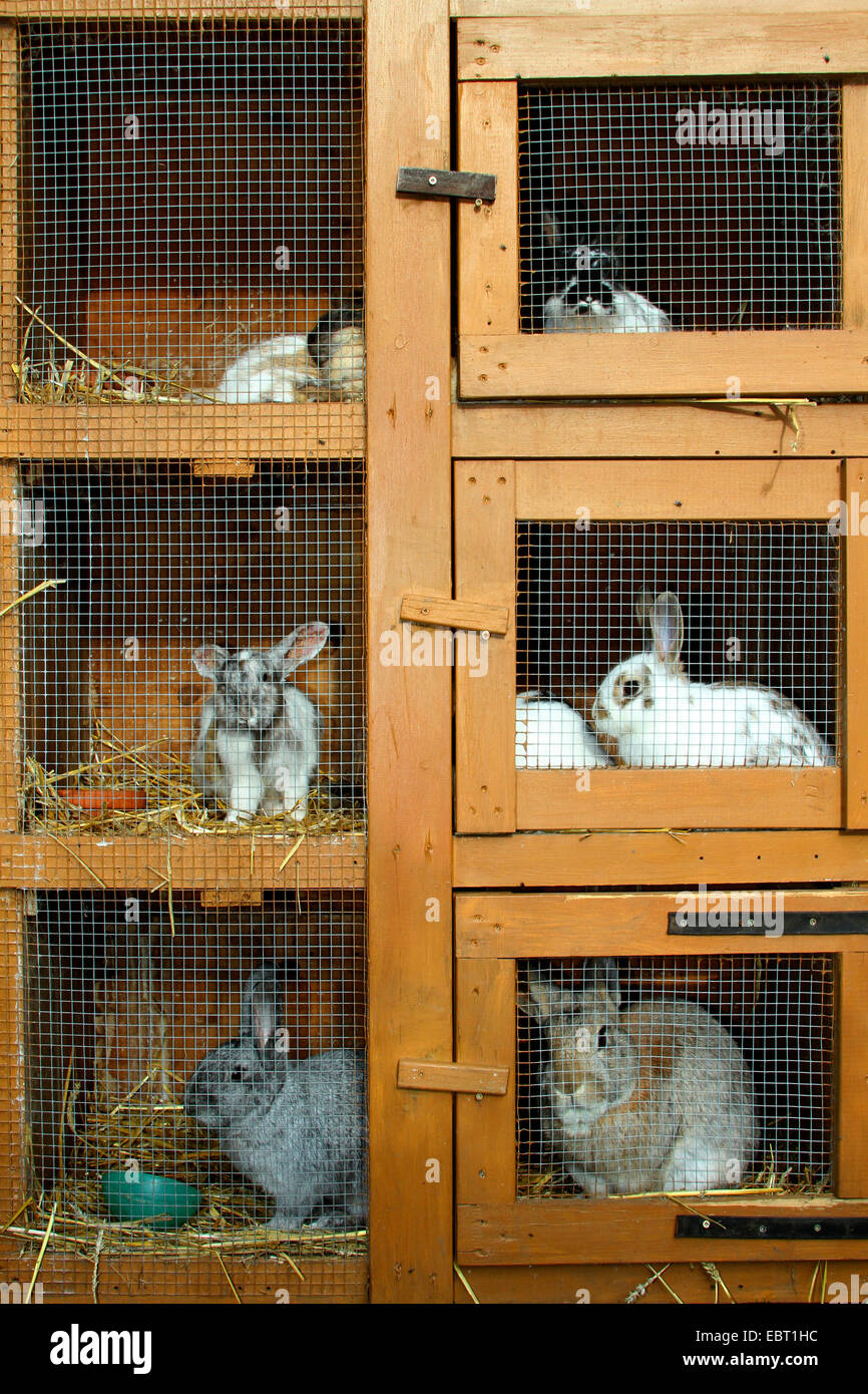 dwarf rabbit (Oryctolagus cuniculus f. domestica), in a hutch