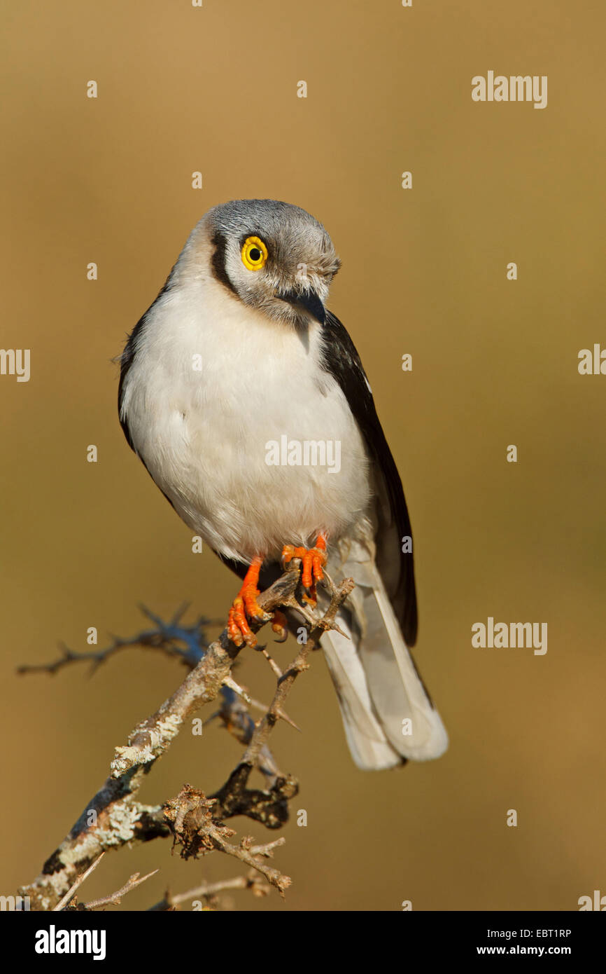 long-crested helmet shrike (Prionops plumata), sitting on a branc, South Africa, Hluhluwe-Umfolozi National Park Stock Photo