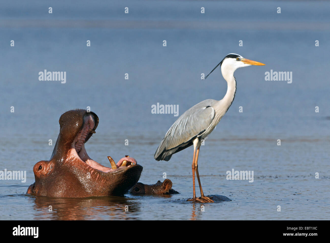 hippopotamus, hippo, Common hippopotamus (Hippopotamus amphibius), one looking out of the water of a lake yawning while a grey heron ist standing on the back of another, South Africa, Krueger National Park Stock Photo