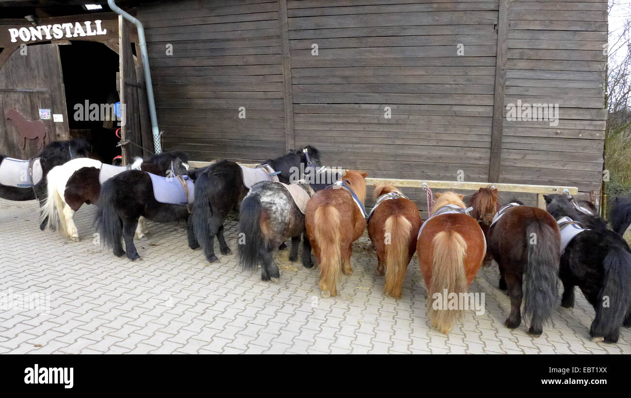 saddled little ponies standing side by side on a pony farm , Germany, North Rhine-Westphalia Stock Photo