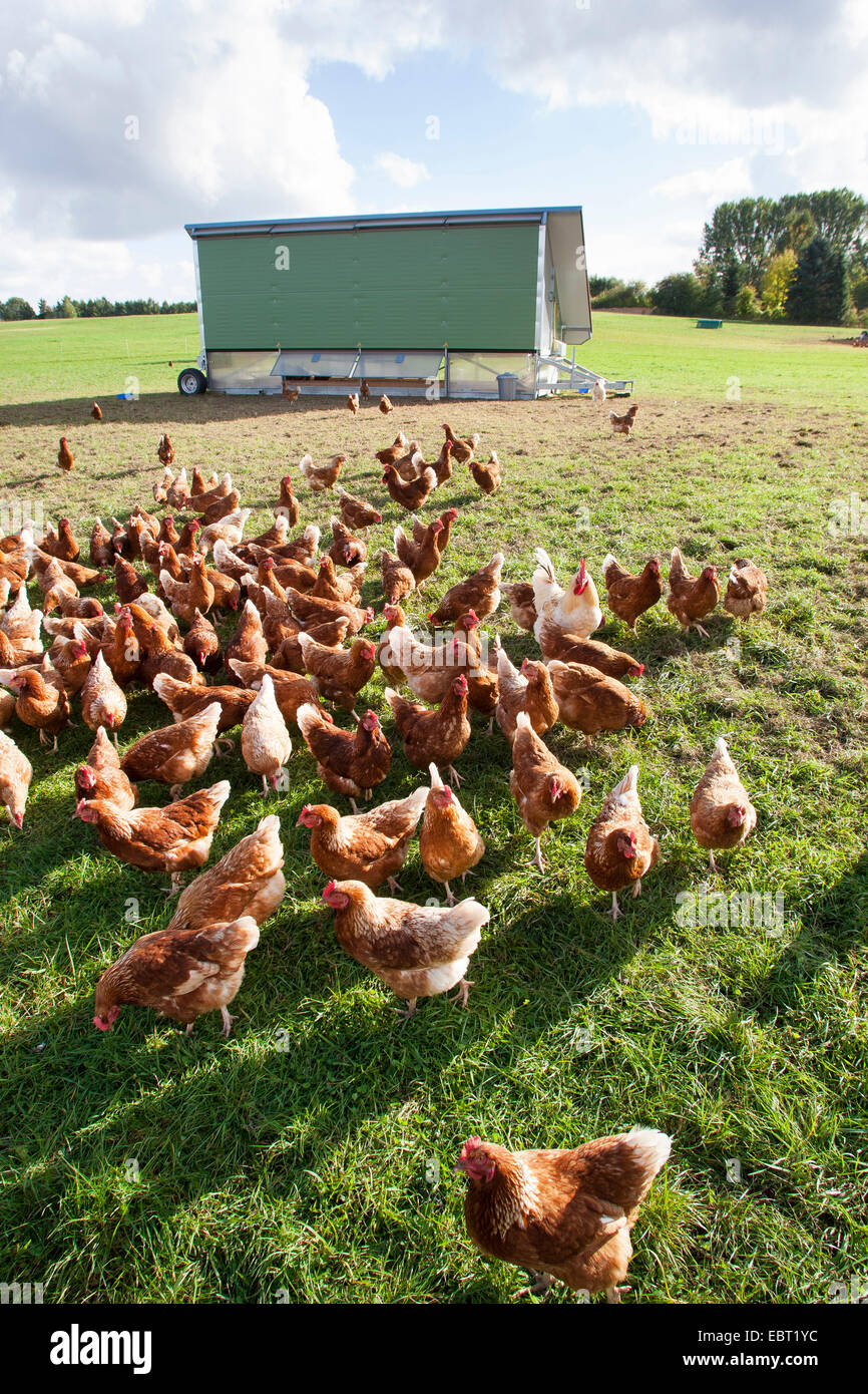 domestic fowl (Gallus gallus f. domestica), freerange chickens in