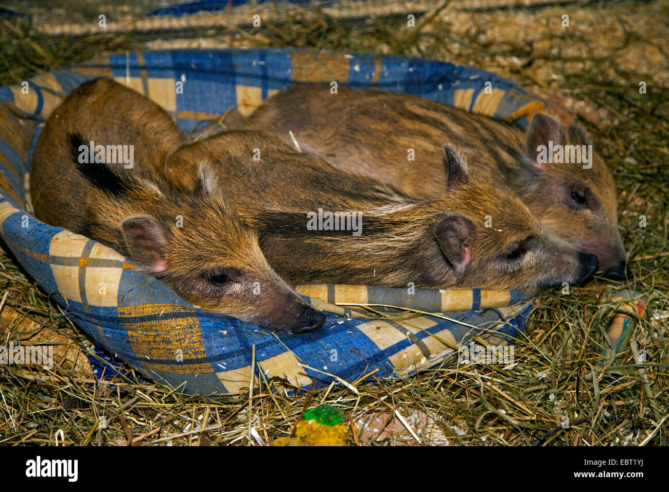 wild boar, pig, wild boar (Sus scrofa), three shoats lying tired in a dog basket, Germany Stock Photo