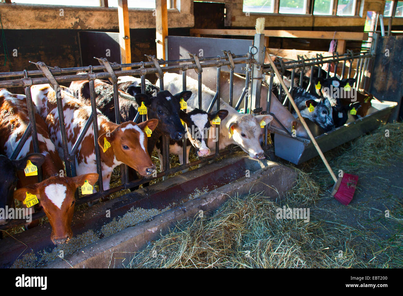 domestic cattle (Bos primigenius f. taurus), young animals in the stable, Germany, Schleswig-Holstein Stock Photo