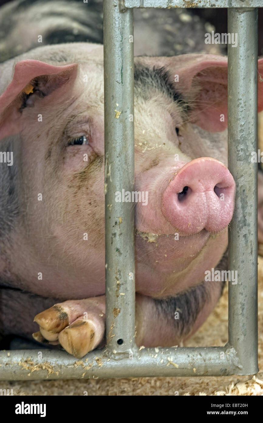 domestic pig (Sus scrofa f. domestica), portrait, lying behind grids in the stable, Belgium Stock Photo
