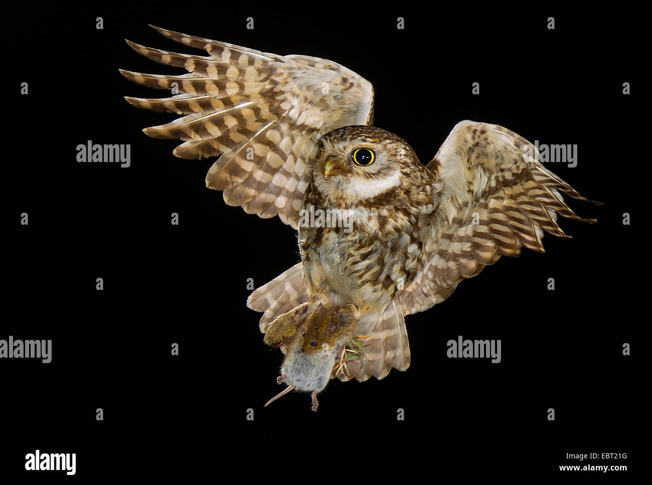little owl (Athene noctua), approaching breeding cave with mouse in the claws, Germany, North Rhine-Westphalia, Langenberg Stock Photo