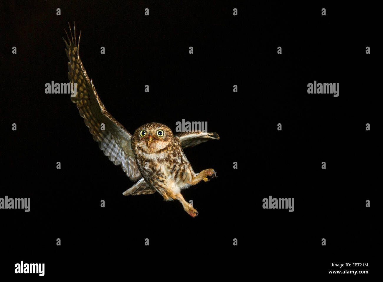little owl (Athene noctua), approaching breeding cave, Germany, North Rhine-Westphalia, Langenberg Stock Photo