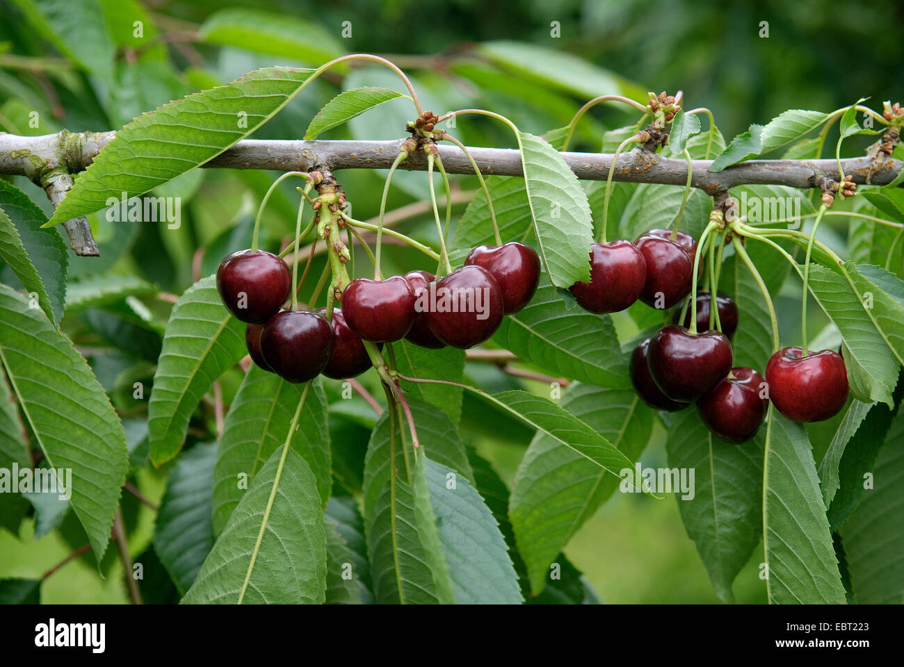 Knorpel hi-res stock photography and images - Alamy