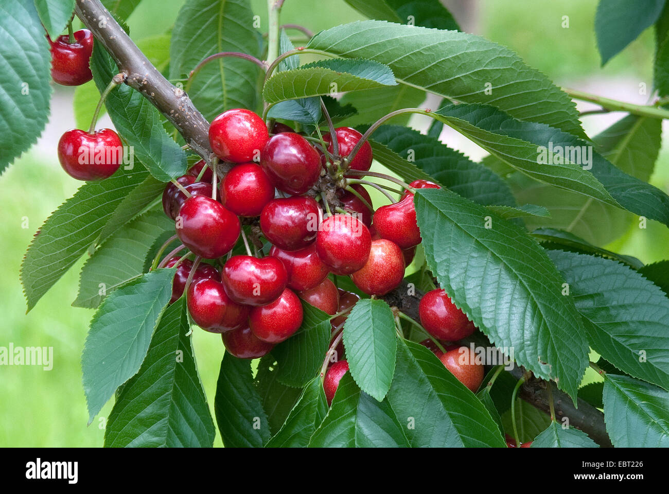 Cherry tree, Sweet cherry (Prunus avium ''Skeena'', Prunus avium Skeena), cultivar Skeena, cherries on a tree Stock Photo