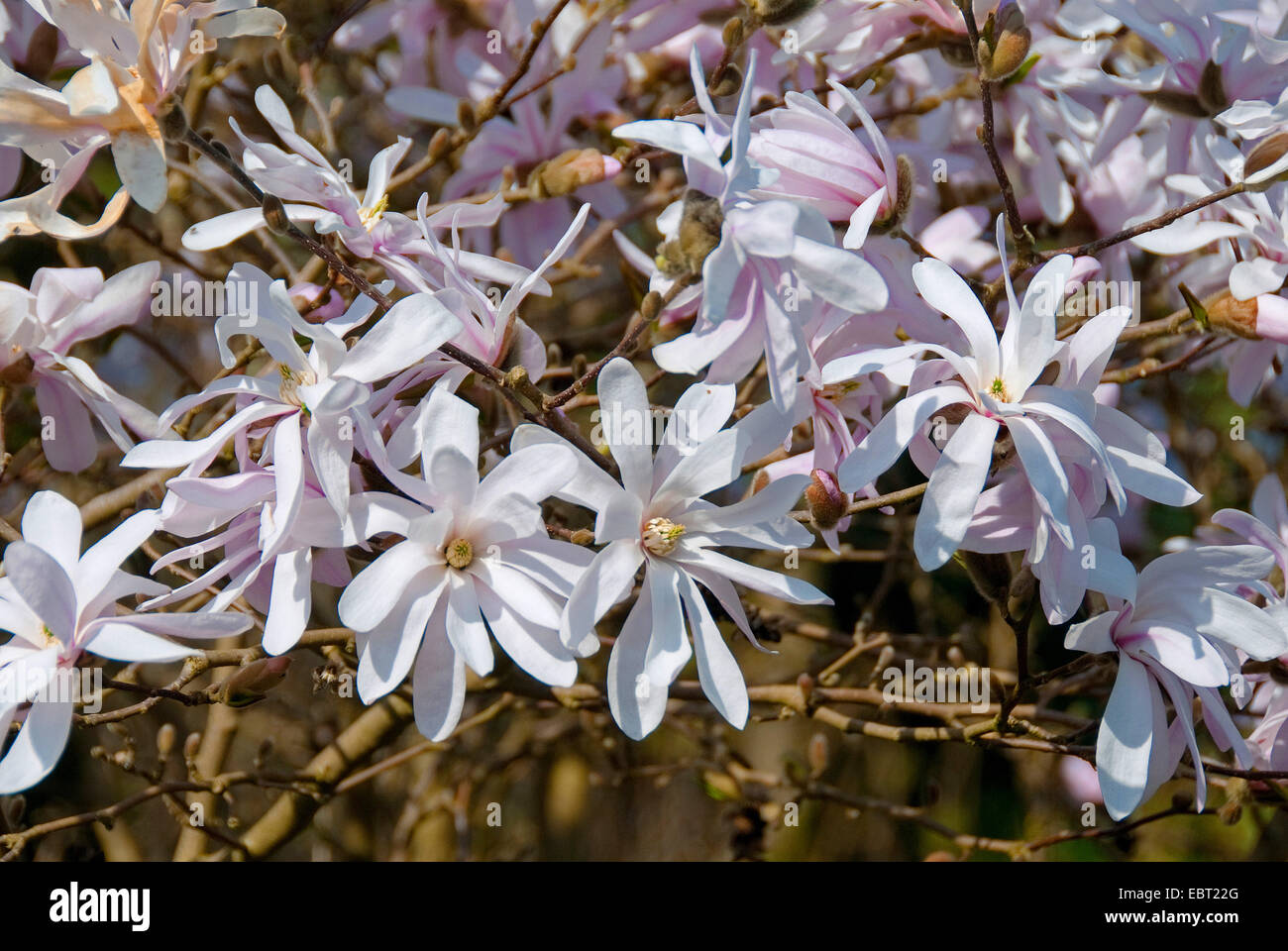 star magnolia (Magnolia stellata 'Rosea', Magnolia stellata Rosea), cultivar Rosea, blooming Stock Photo