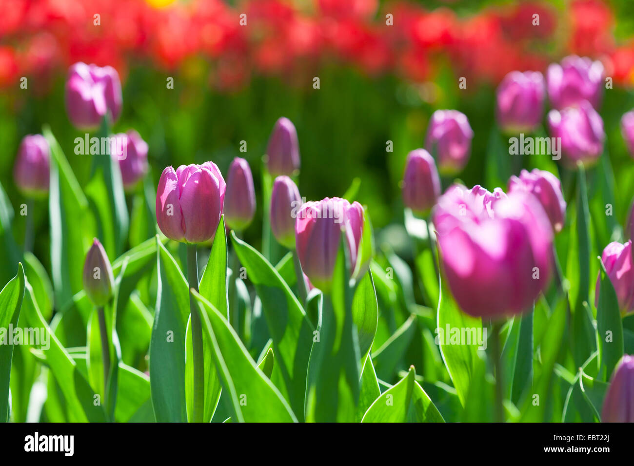 Colorful tulips on a field hi-res stock photography and images - Alamy