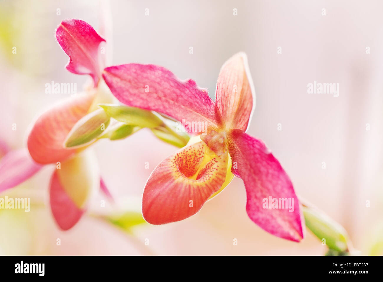 Paphiopedilum orchid against tropical greens Stock Photo