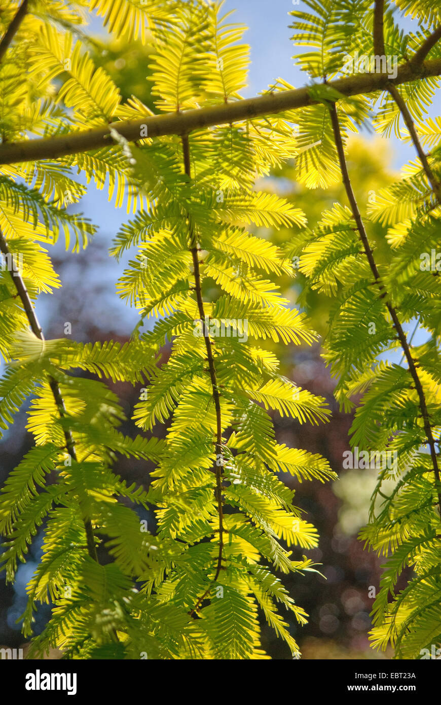 dawn redwood (Metasequoia glyptostroboides 'Gold Rush', Metasequoia glyptostroboides Gold Rush), branches of cultivar Gold Rush in backlight Stock Photo