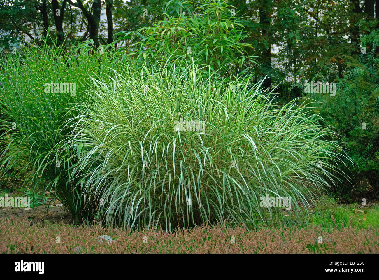 Chinese Silver Grass Zebra Grass Tiger Grass Miscanthus Sinensis Variegatus Miscanthus