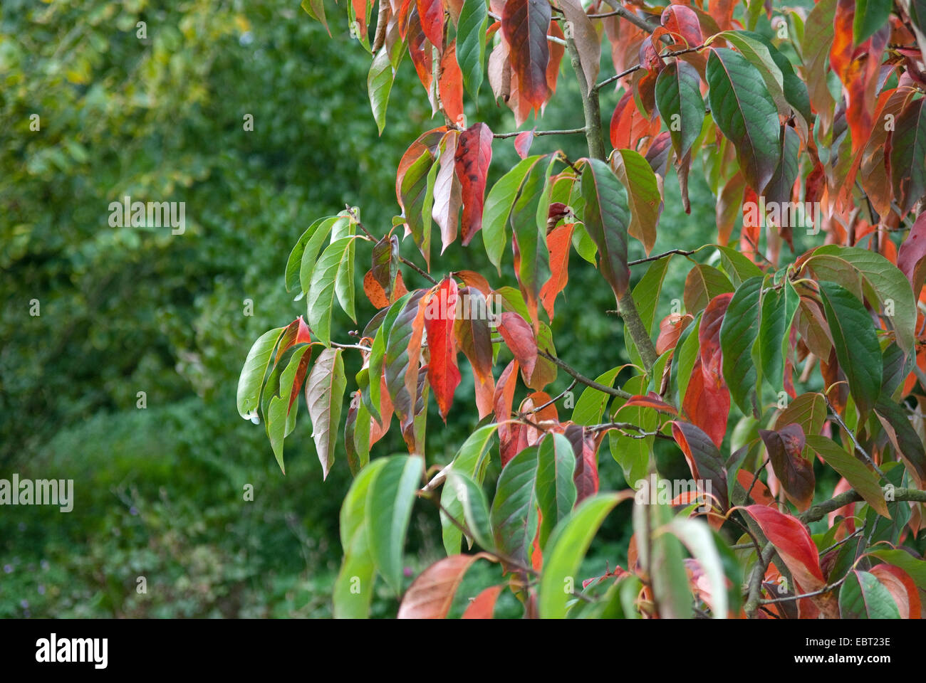 Chinese Tupelo (Nyssa sinensis 'Jim Russel', Nyssa sinensis Jim Russel), cultiar Jim Russel in autumn Stock Photo