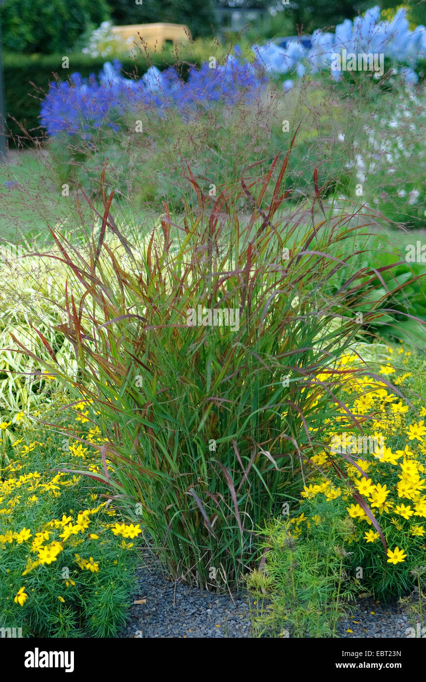 Old switch panic grass (Panicum virgatum 'Rotstrahlbusch', Panicum virgatum Rotstrahlbusch), cultivar Rotstrahlbusch Stock Photo