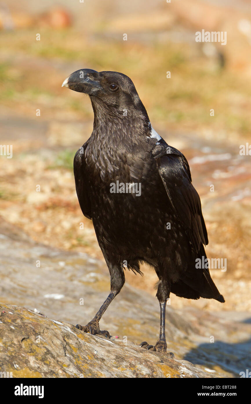 African white necked raven white naped raven hires stock photography
