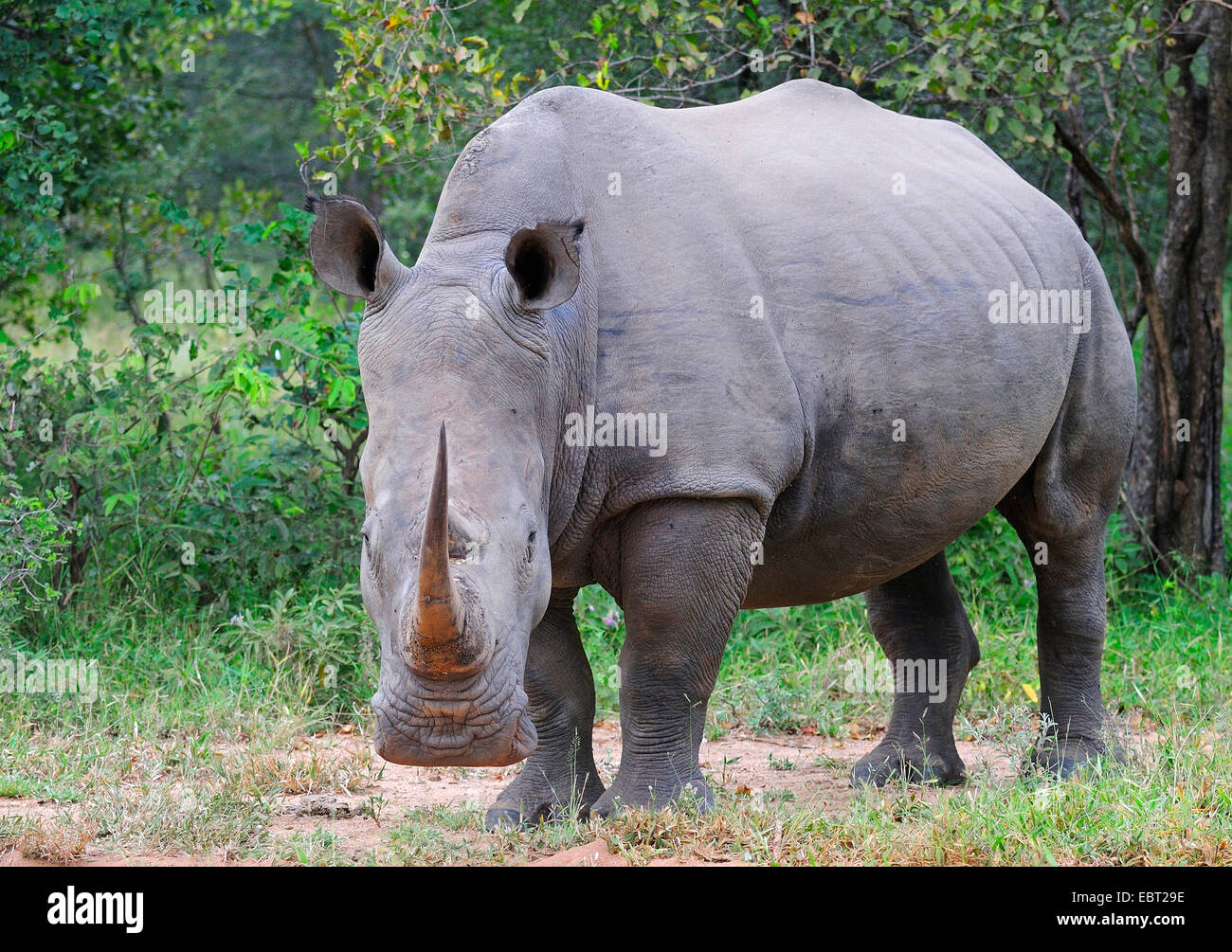 white rhinoceros, square-lipped rhinoceros, grass rhinoceros (Ceratotherium simum), in its habitat, South Africa Stock Photo
