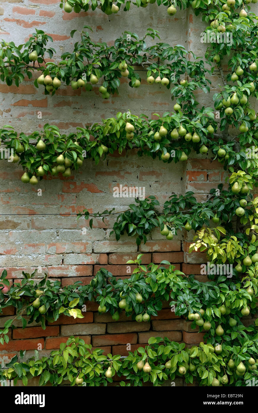 common pear (Pyrus communis), espalier peara at a wall Stock Photo
