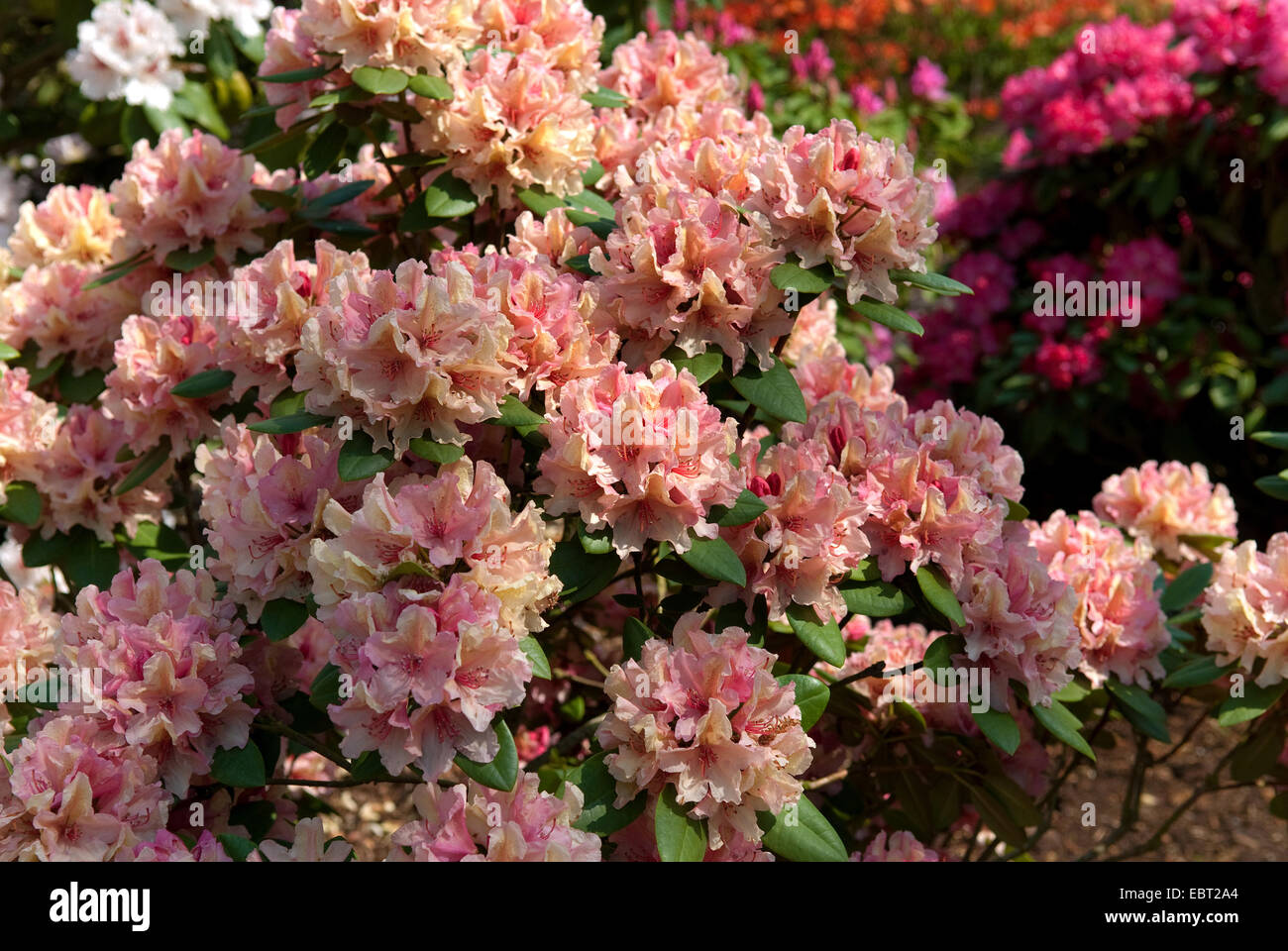 rhododendron (Rhododendron 'Brasilia', Rhododendron Brasilia), cultivar Brasilia Stock Photo