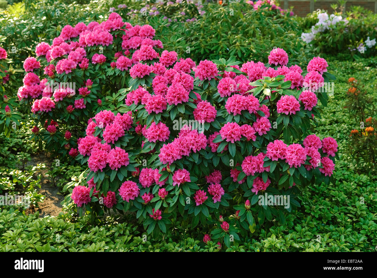 rhododendron (Rhododendron 'P.A. Colijn', Rhododendron P.A. Colijn), cultivar P.A. Colijn Stock Photo