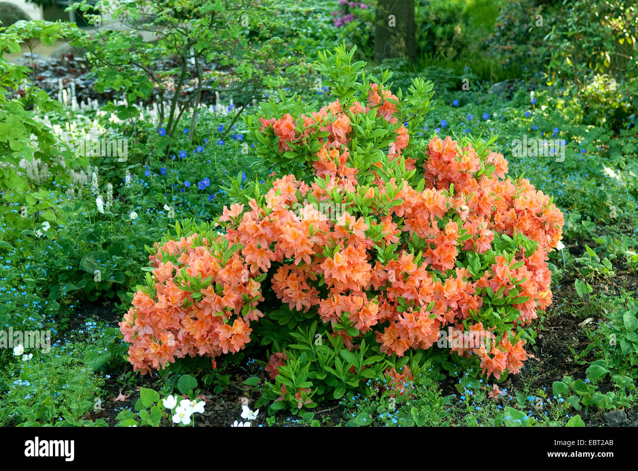 rhododendron (Rhododendron 'Polly Claessens', Rhododendron Polly Claessens), cultivar Polly Claessens Stock Photo