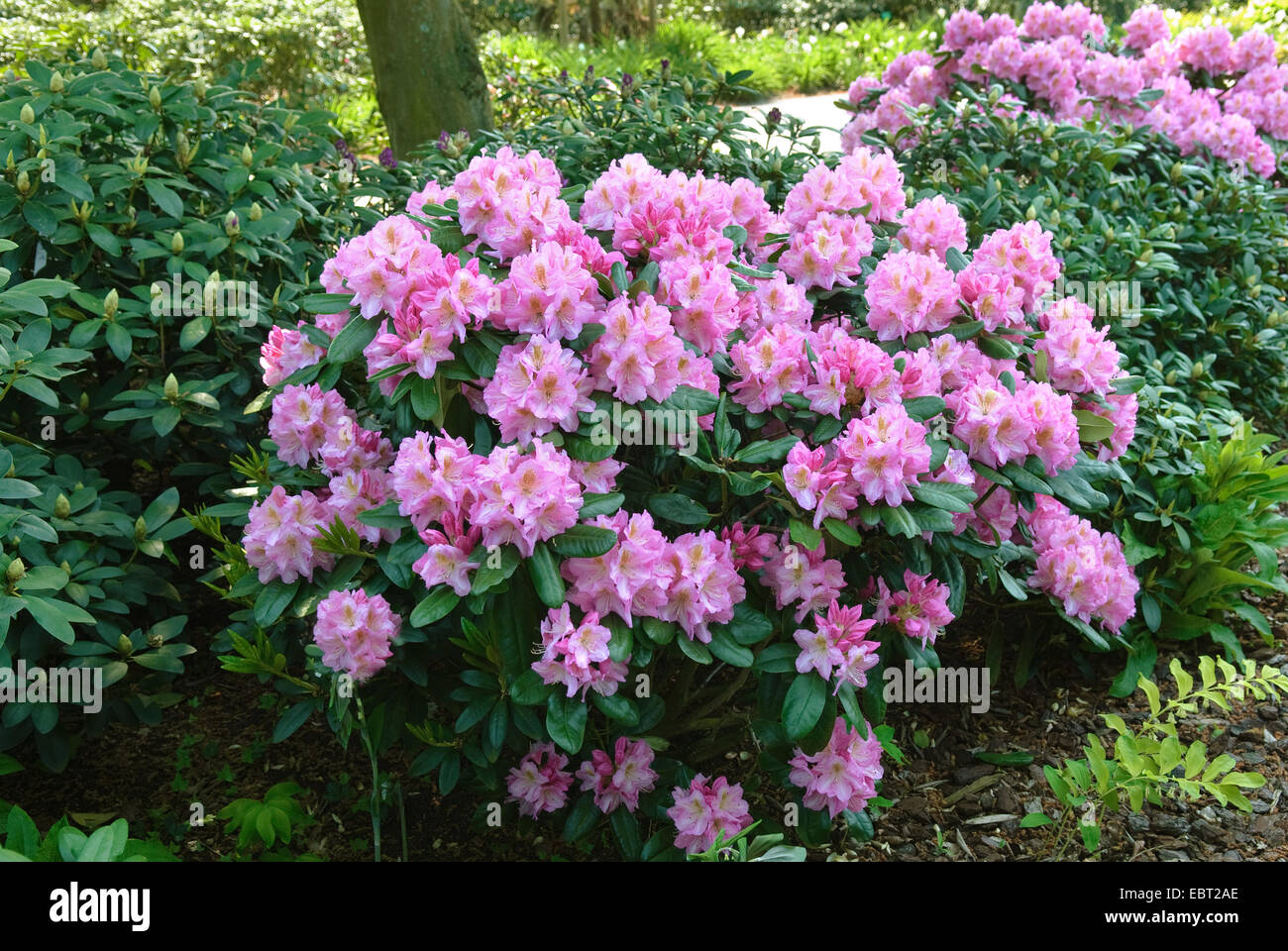 rhododendron (Rhododendron 'Scintillation', Rhododendron Scintillation),  cultivar Scintillation Stock Photo - Alamy