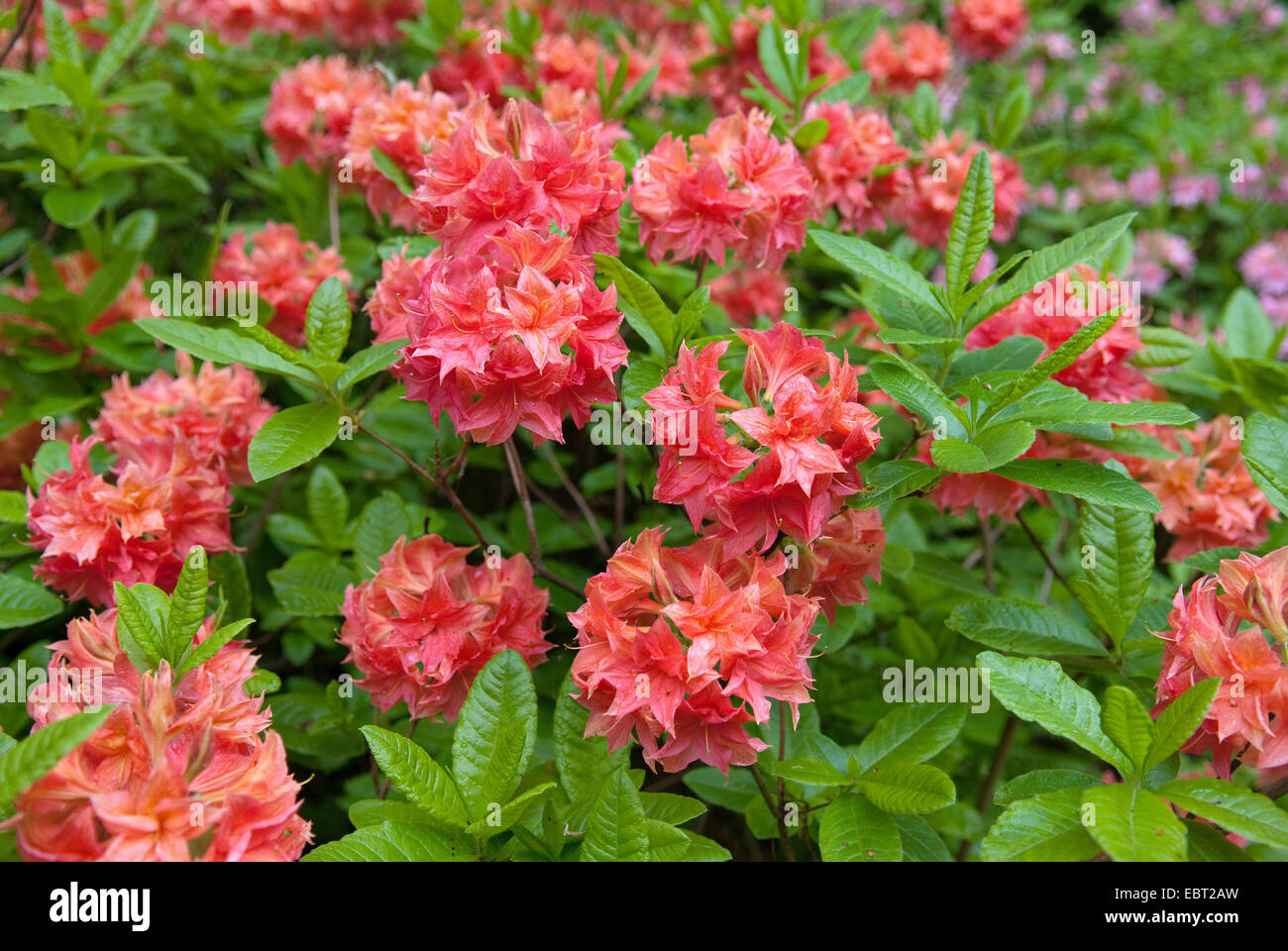 Rhododendron sorten hi-res stock photography and images - Alamy