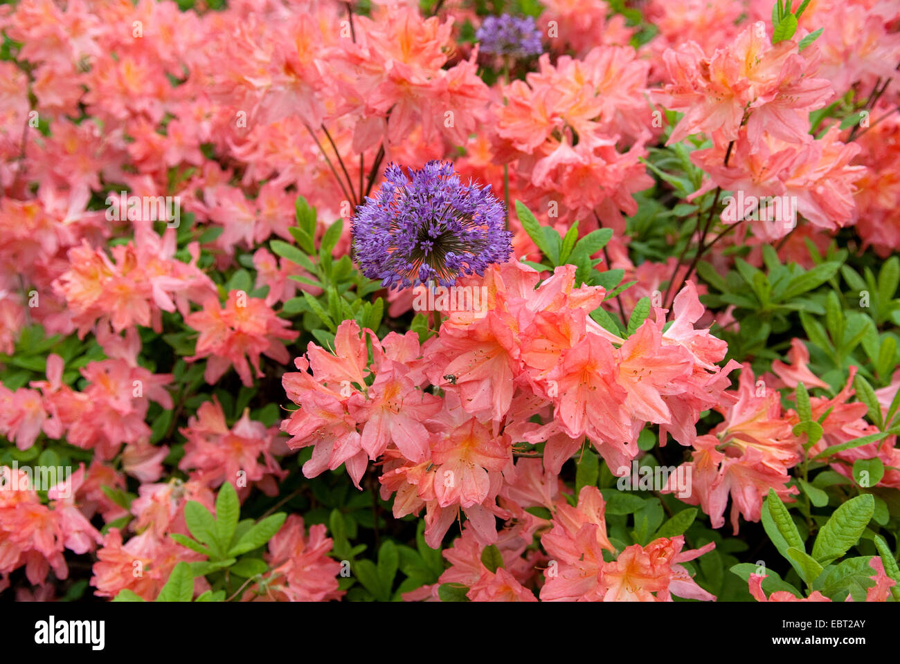 rhododendron (Rhododendron luteum 'Dante Gabriel Rosetti', Rhododendron luteum Dante Gabriel Rosetti), cultivar Dante Gabriel Rosetti Stock Photo