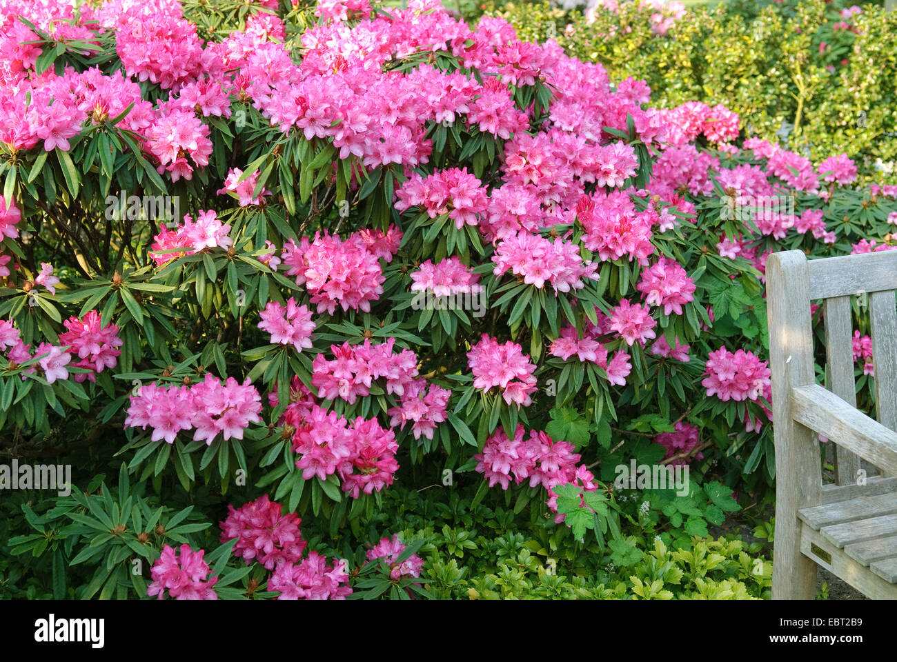 rhododendron (Rhododendron makinoi 'Rosa Perle', Rhododendron makinoi Rosa Perle), cultivar Rosa Perle Stock Photo