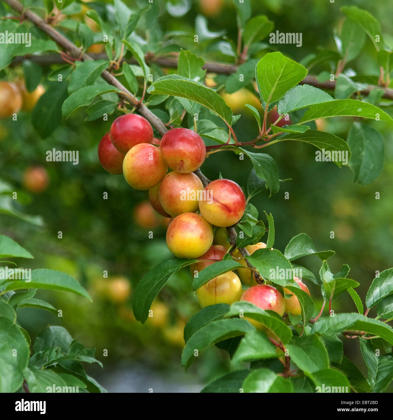 Cherry plum, Myrobalan plum (Prunus cerasifera), cherry plums on a tree Stock Photo