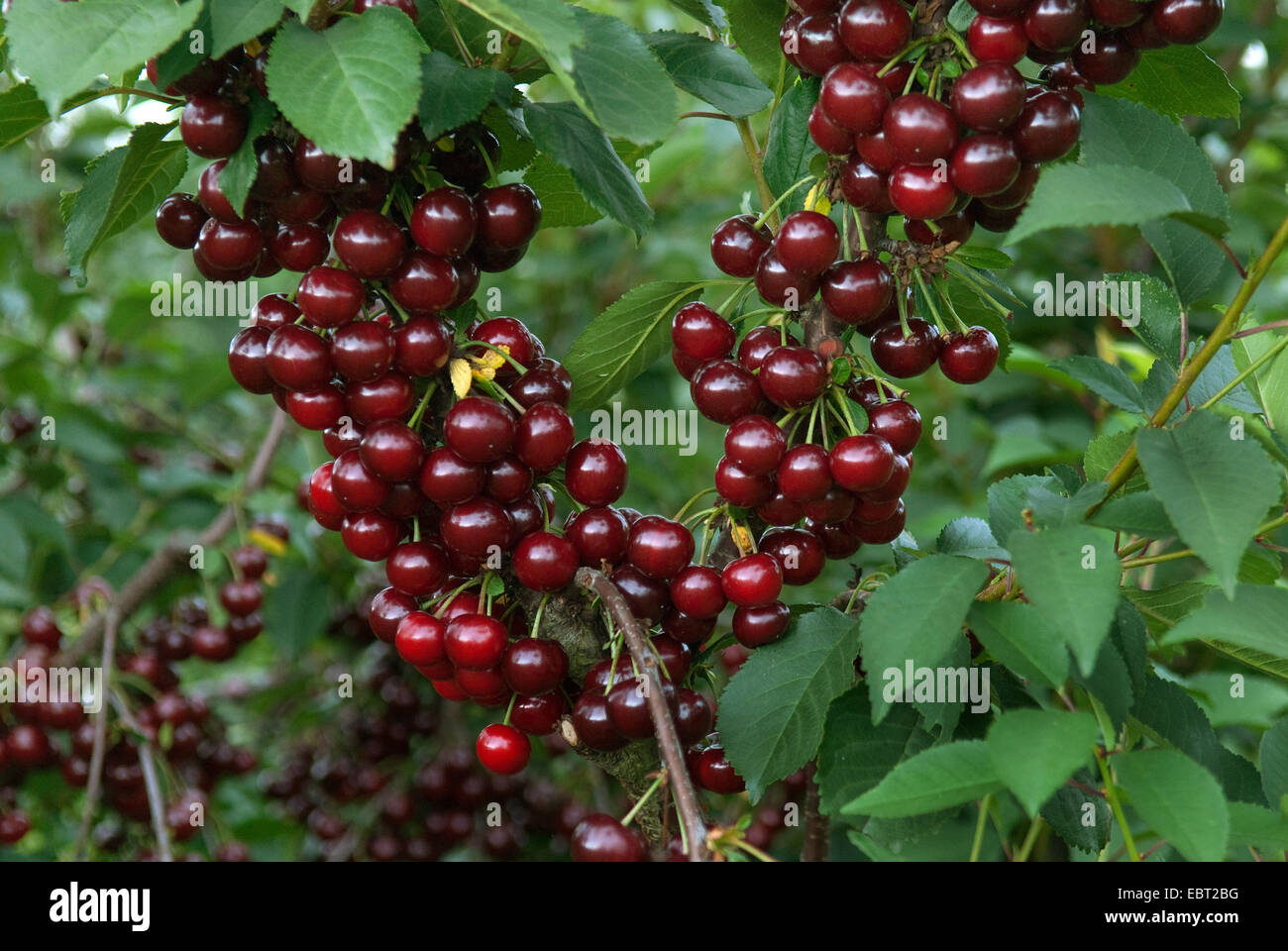 dwarf cherry, morello cherry, sour cherry (Prunus cerasus 'Safir', Prunus cerasus Safir), cultivar Safir Stock Photo