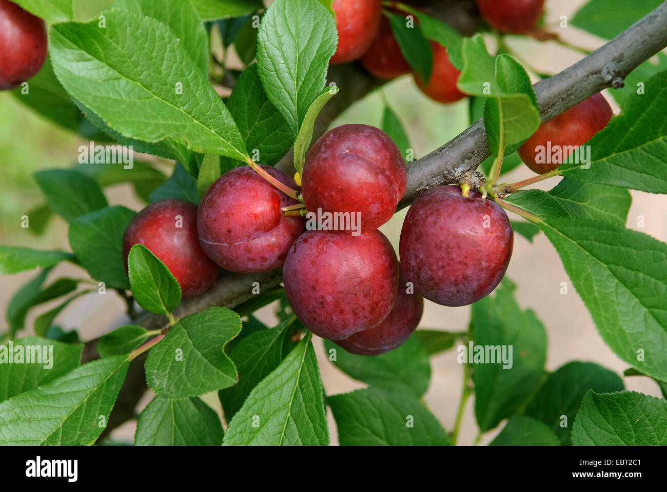 European plum (Prunus domestica 'Emma', Prunus domestica Emma), cultivar Emma Stock Photo
