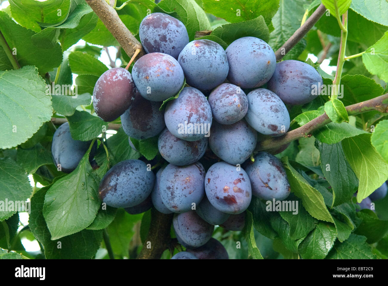 bag Revival Maladroit European plum (Prunus domestica 'Topking', Prunus domestica Topking), plums  on a tree, cultivar Topking Stock Photo - Alamy