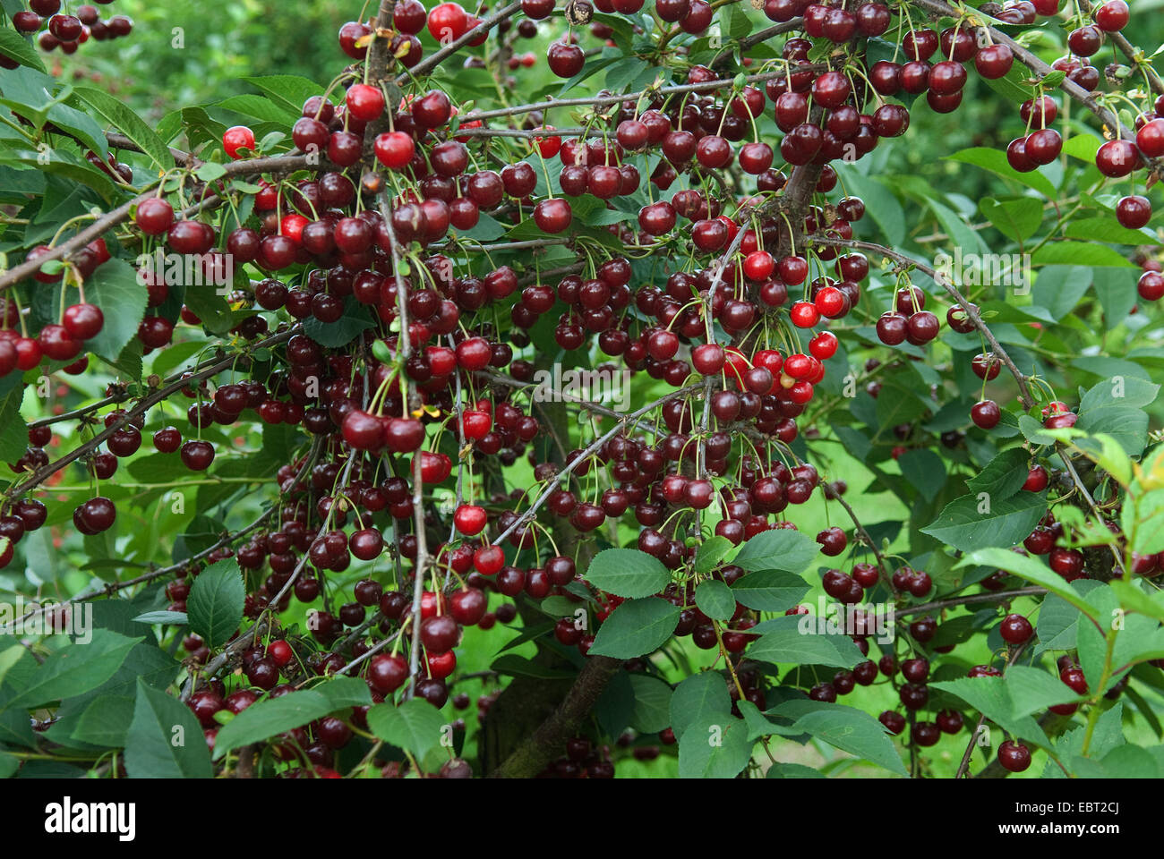 dwarf cherry, morello cherry, sour cherry (Prunus cerasus
