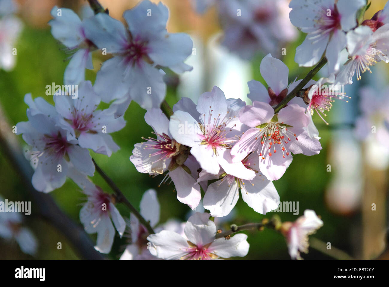 Almond (Prunus dulcis), flowers Stock Photo