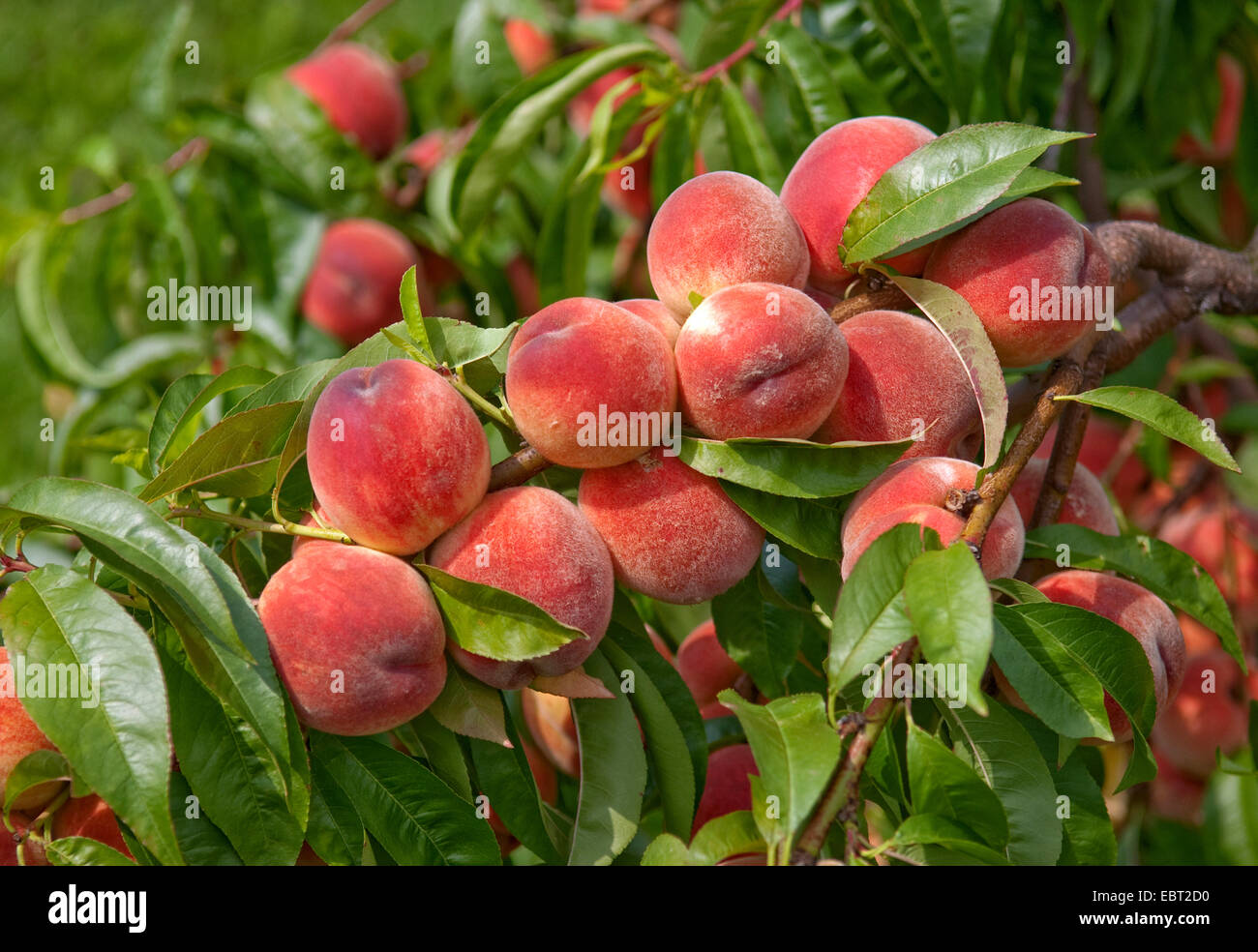 peach (Prunus persica 'South Haven', Prunus persica South Haven), cultivar South Haven, peaches on a tree Stock Photo